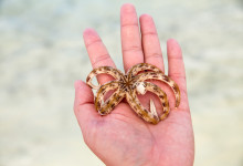 Zanzibar_2018_nature14