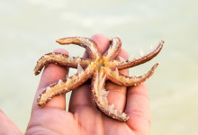 Zanzibar_2018_nature15