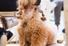 Exhibition park zoo reportage photo09